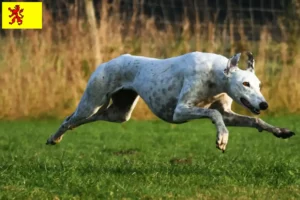 Read more about the article Greyhound breeders and puppies in South Holland