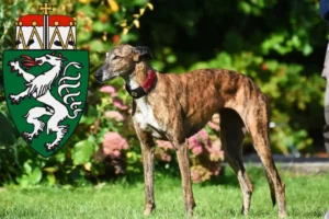 Read more about the article Greyhound breeders and puppies in Styria