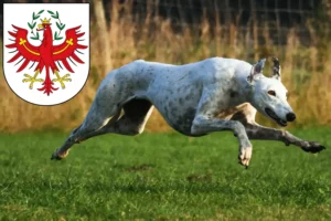 Read more about the article Greyhound breeders and puppies in Tyrol