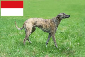 Read more about the article Greyhound breeders and puppies in Vienna