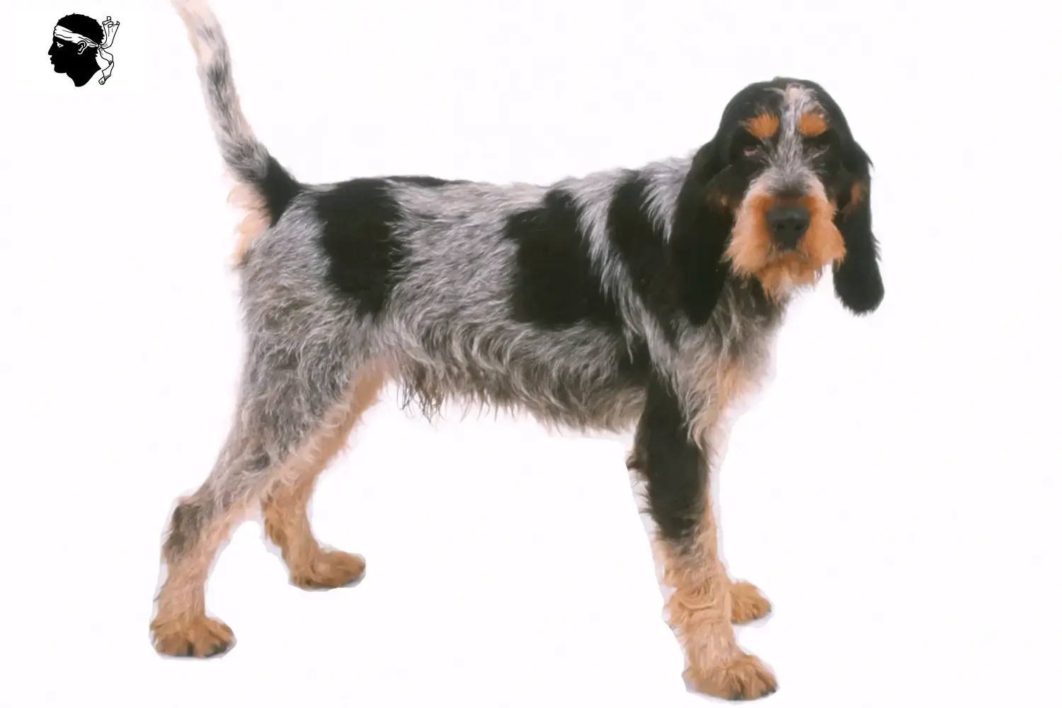 Read more about the article Griffon Bleu de Gascogne breeders and puppies in Corsica