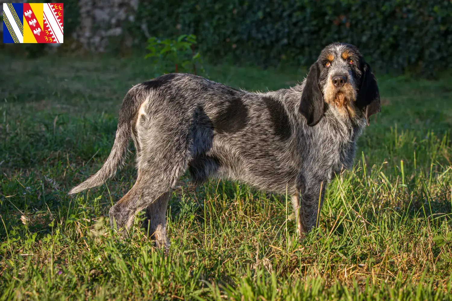Read more about the article Griffon Bleu de Gascogne breeders and puppies in Grand Est
