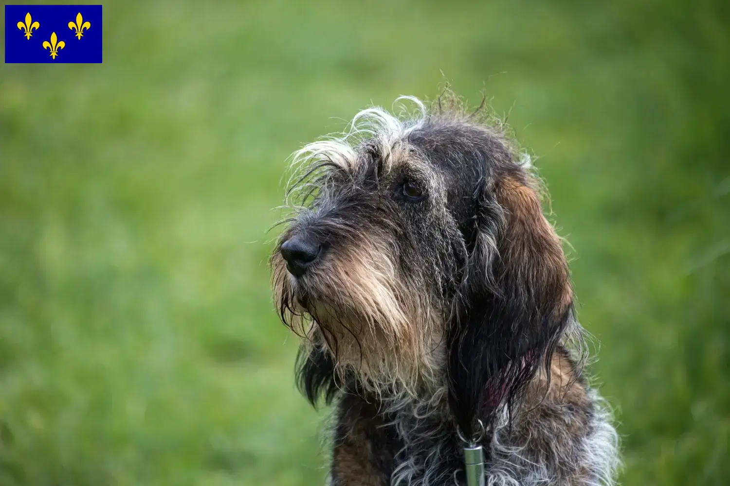 Read more about the article Griffon Bleu de Gascogne breeders and puppies in Île-de-France