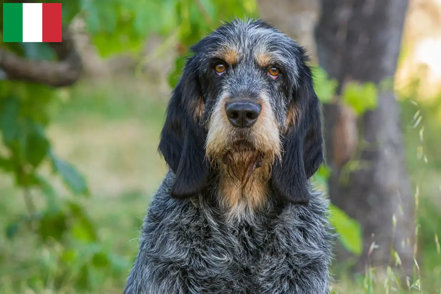 Read more about the article Griffon Bleu de Gascogne breeders and puppies in Italy