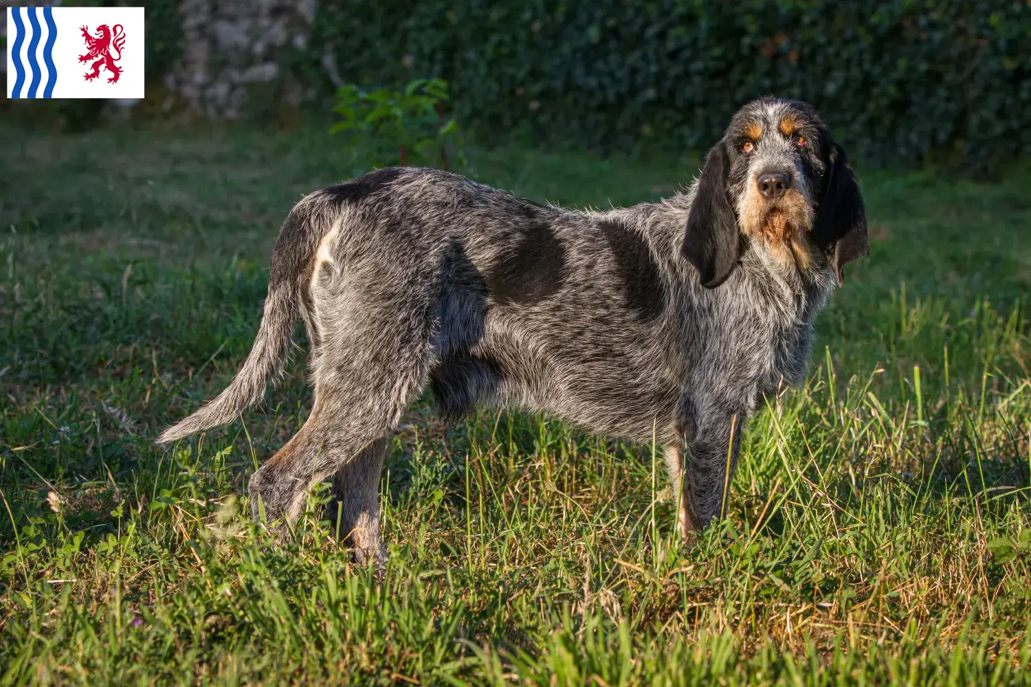 Read more about the article Griffon Bleu de Gascogne breeders and puppies in Nouvelle-Aquitaine