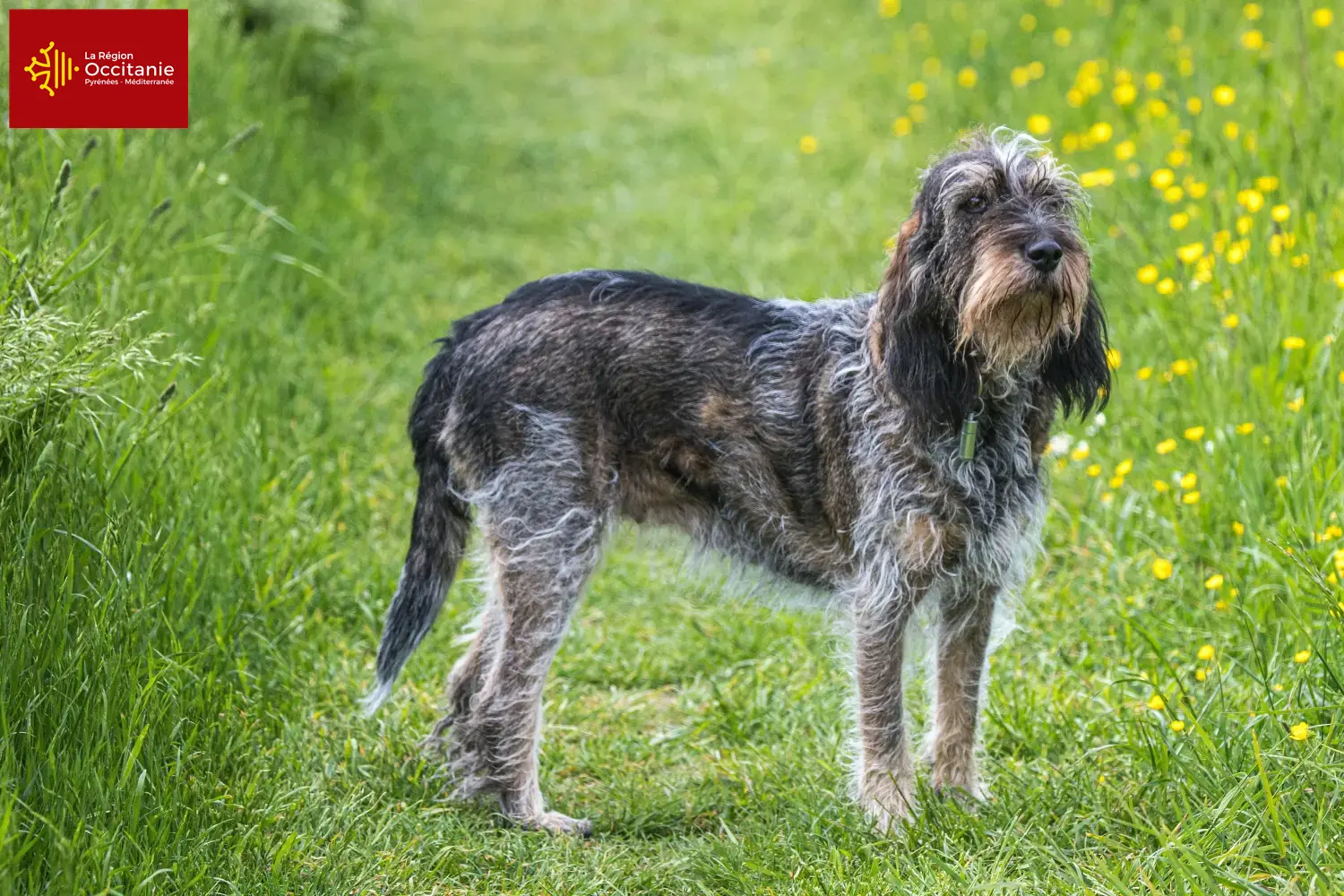 Read more about the article Griffon Bleu de Gascogne breeders and puppies in Occitania