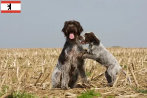Read more about the article Griffon d’arrêt à poil dur Breeder and puppies in Berlin