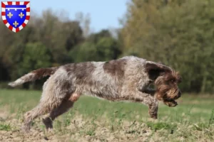 Read more about the article Griffon d’arrêt à poil dur Breeder and puppies in Centre-Val de Loire