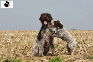 Read more about the article Griffon d’arrêt à poil dur Breeders and puppies in Corsica