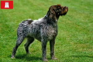 Read more about the article Griffon d’arrêt à poil dur Breeder and puppies in Hamburg