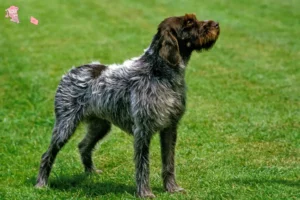 Read more about the article Griffon d’arrêt à poil dur Breeder and puppies in Hovedstaden