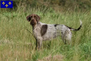 Read more about the article Griffon d’arrêt à poil dur Breeder and puppies in Île-de-France