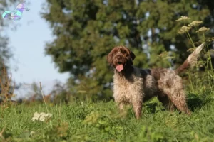 Read more about the article Griffon d’arrêt à poil dur Breeder and puppies in Nordjylland