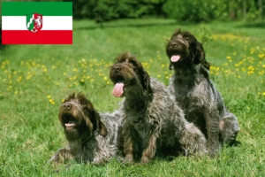 Read more about the article Griffon d’arrêt à poil dur Breeder and puppies in North Rhine-Westphalia