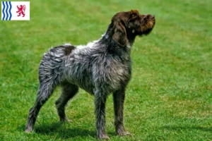 Read more about the article Griffon d’arrêt à poil dur Breeder and puppies in Nouvelle-Aquitaine