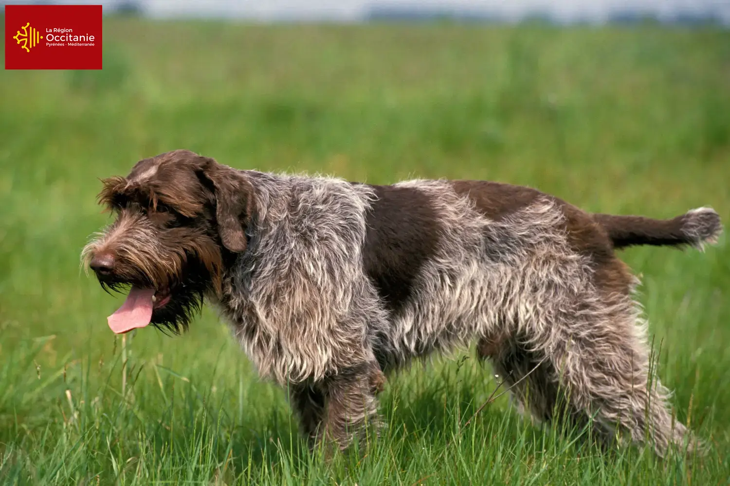 Read more about the article Griffon d’arrêt à poil dur Breeders and puppies in Occitania