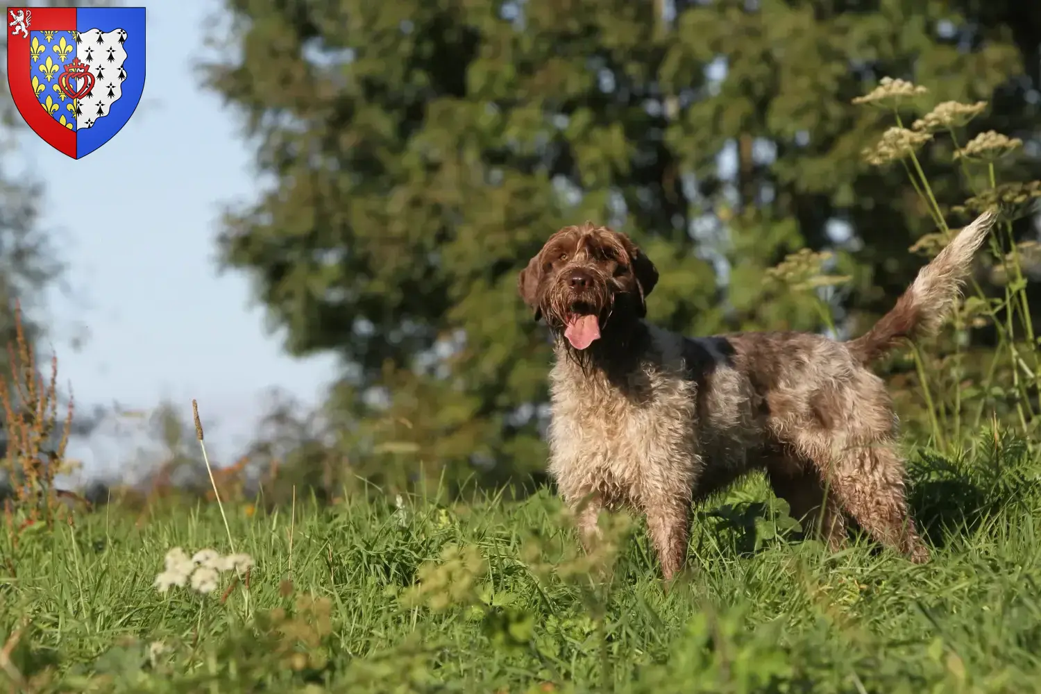 Read more about the article Griffon d’arrêt à poil dur Breeder and puppies in Pays de la Loire