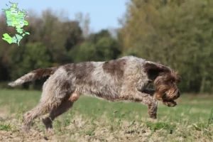 Read more about the article Griffon d’arrêt à poil dur Breeder and puppies in Sjælland