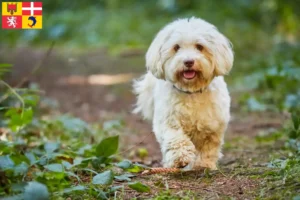 Read more about the article Havanese breeders and puppies in Auvergne-Rhône-Alpes