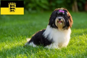 Read more about the article Havanese breeders and puppies in Baden-Württemberg