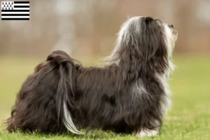 Read more about the article Havanese breeders and puppies in Brittany