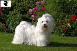 Read more about the article Havanese breeders and puppies in Corsica