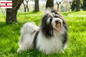 Read more about the article Havanese breeders and puppies in Drenthe