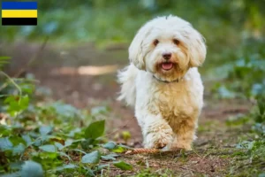 Read more about the article Havanese breeders and puppies in Gelderland