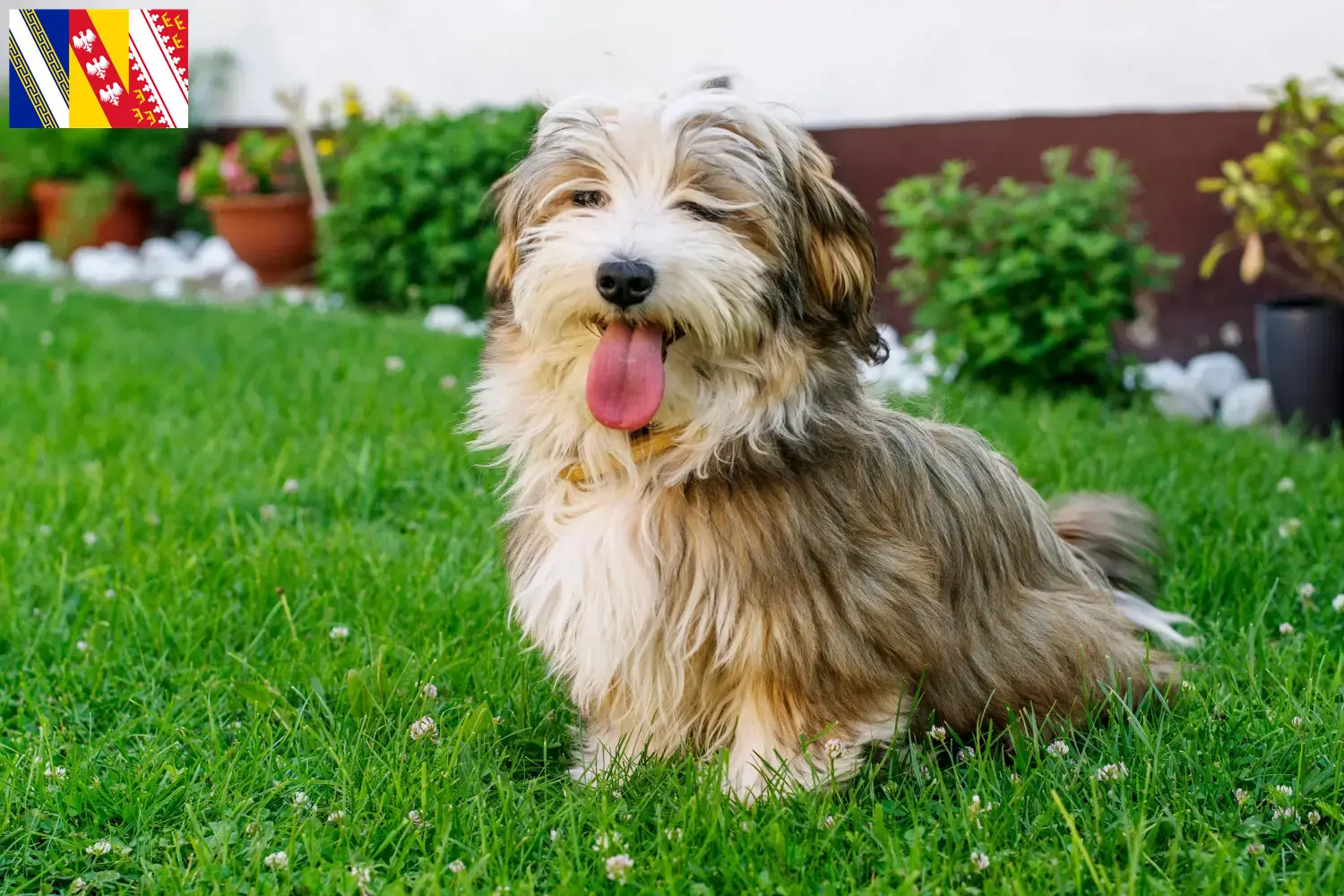 Read more about the article Havanese breeders and puppies in Grand Est