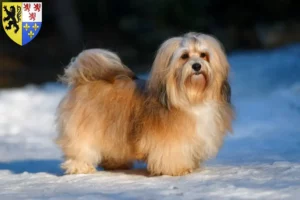 Read more about the article Havanese breeders and puppies in Hauts-de-France