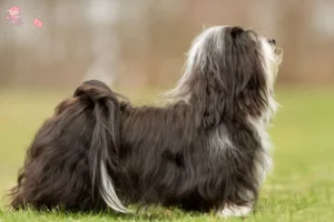Read more about the article Havanese breeders and puppies in Hovedstaden