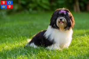 Read more about the article Havanese breeders and puppies in Hradec Králové