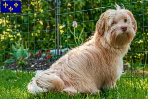 Read more about the article Havanese breeders and puppies in Île-de-France