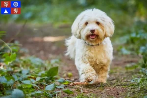 Read more about the article Havanese breeders and puppies in Liberec