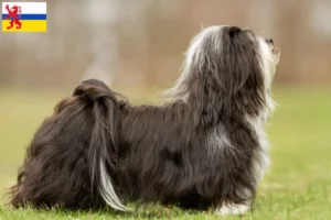 Read more about the article Havanese breeders and puppies in Limburg