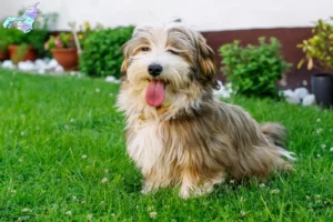 Read more about the article Havanese breeders and puppies in Nordjylland