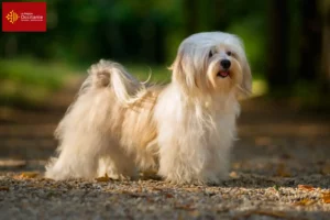 Read more about the article Havanese breeders and puppies in Occitania