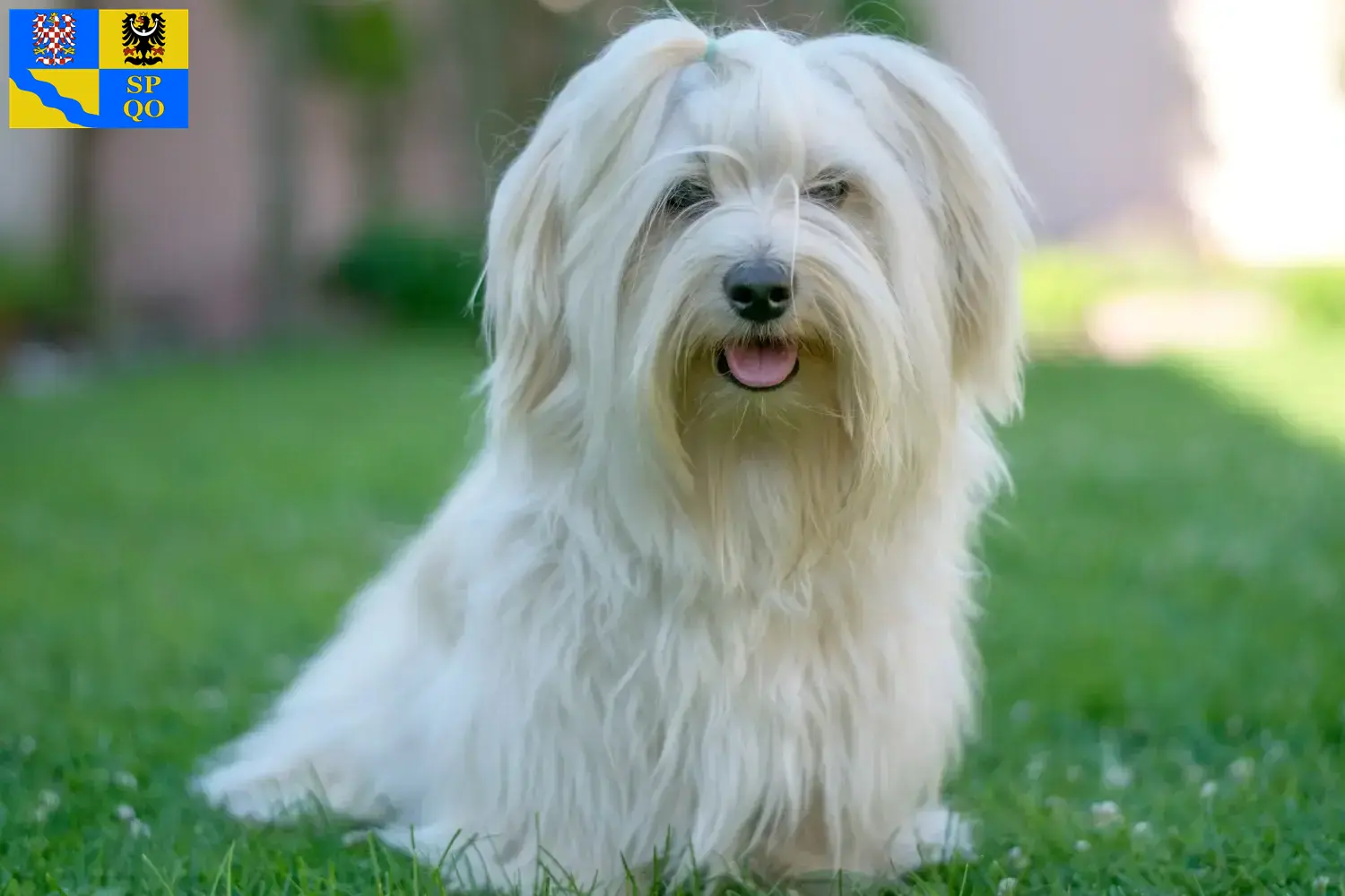 Read more about the article Havanese breeders and puppies in Olomouc