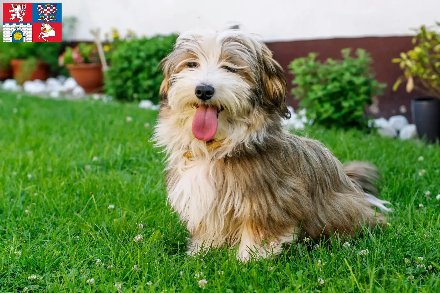 Read more about the article Havanese breeders and puppies in Pardubice