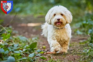 Read more about the article Havanese breeders and puppies in Pays de la Loire