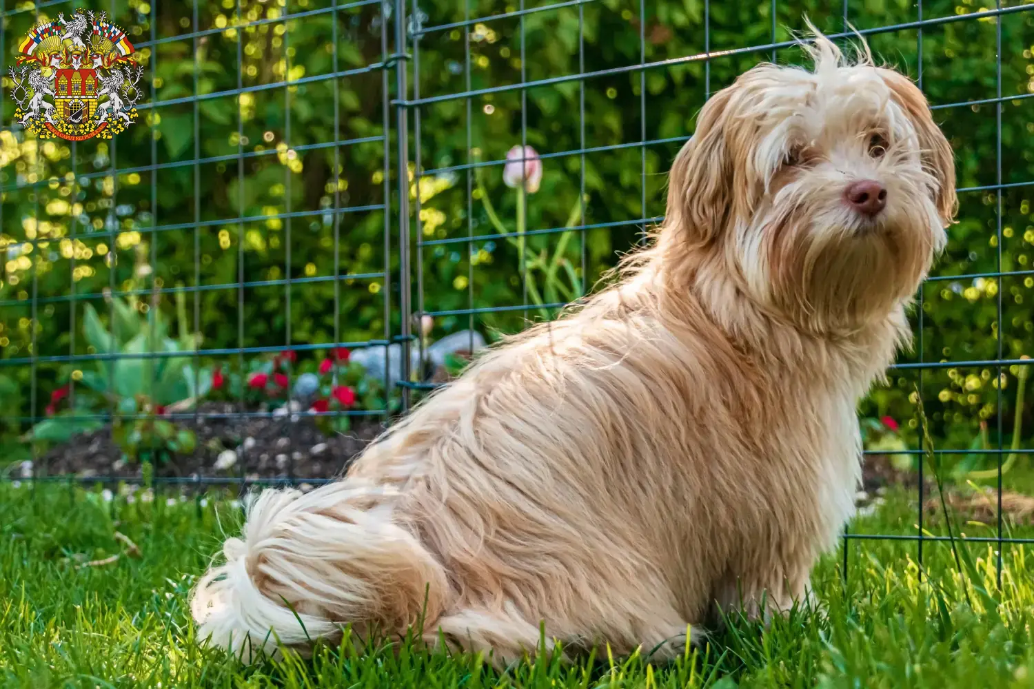 Read more about the article Havanese breeders and puppies in Prague