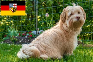 Read more about the article Havanese breeders and puppies in Saarland