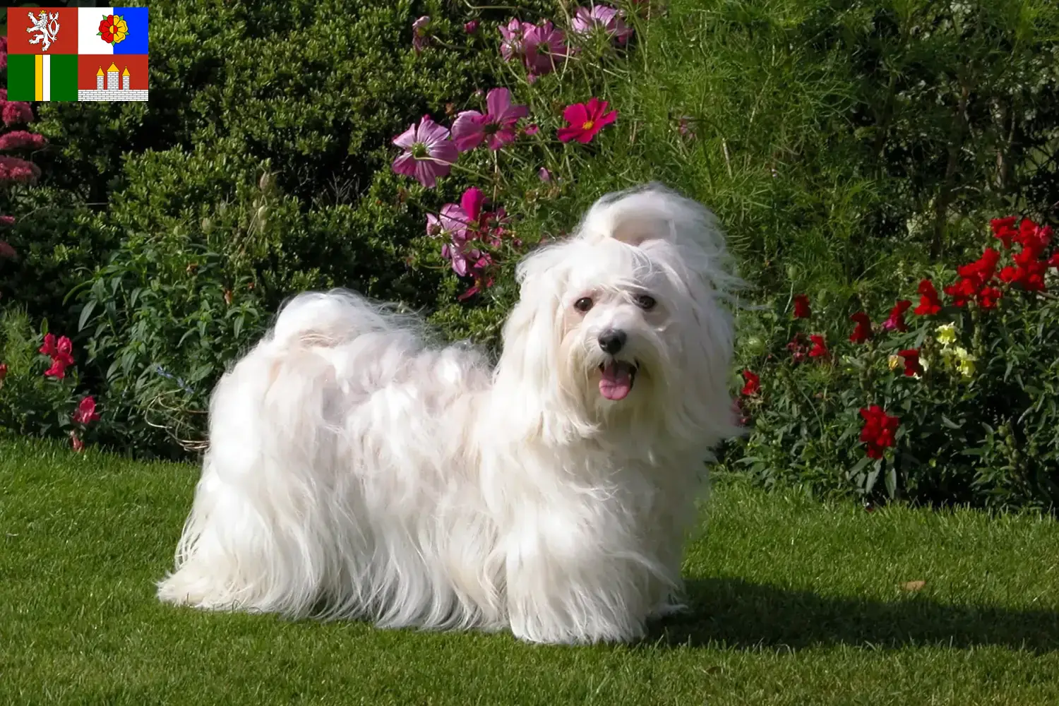 Read more about the article Havanese breeders and puppies in South Bohemia