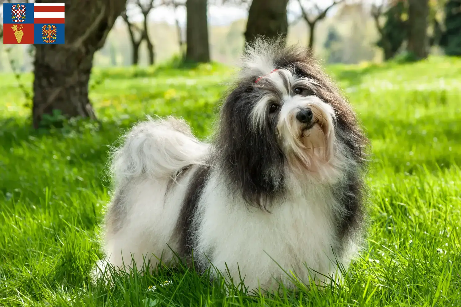 Read more about the article Havanese breeders and puppies in South Moravia