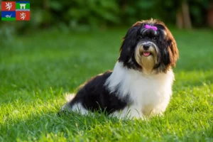 Read more about the article Havanese breeders and puppies in Ústí