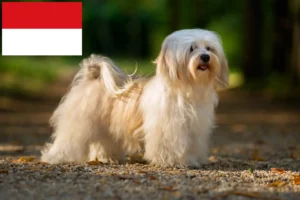 Read more about the article Havanese breeders and puppies in Vienna