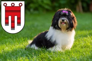 Read more about the article Havanese breeders and puppies in Vorarlberg