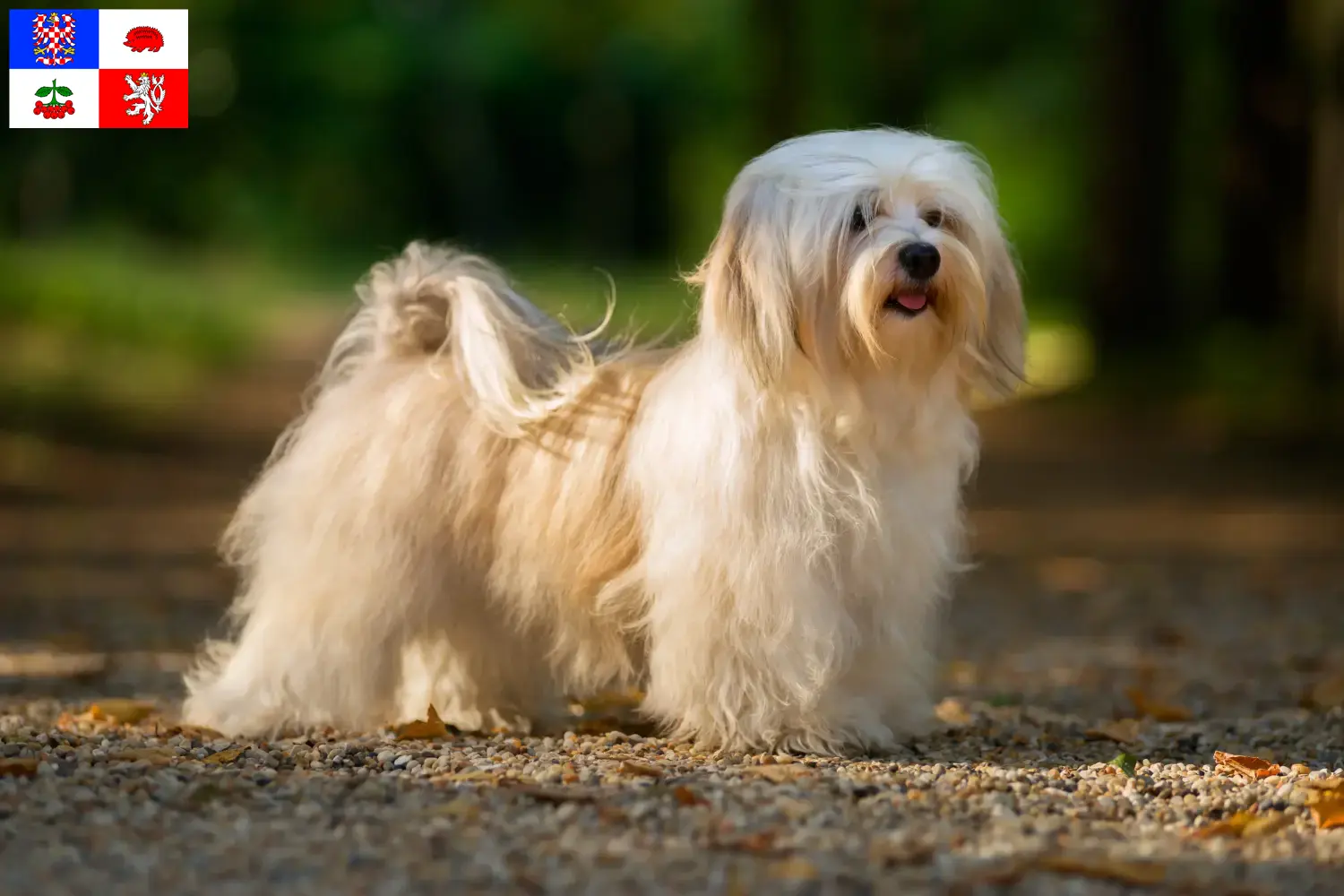 Read more about the article Havanese breeders and puppies in Vysočina