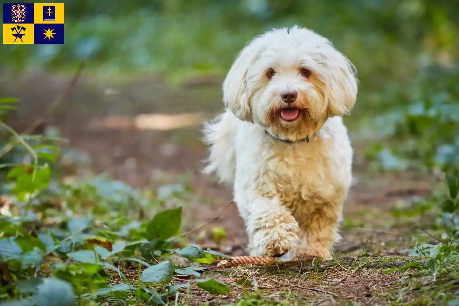 Read more about the article Havanese breeders and puppies in Zlín