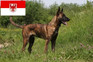 Read more about the article Hollandse Herdershond breeders and puppies in Brandenburg